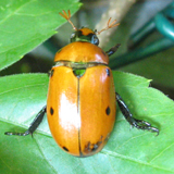 Scarabée pnctué de la vigne: Pelidnota punctata